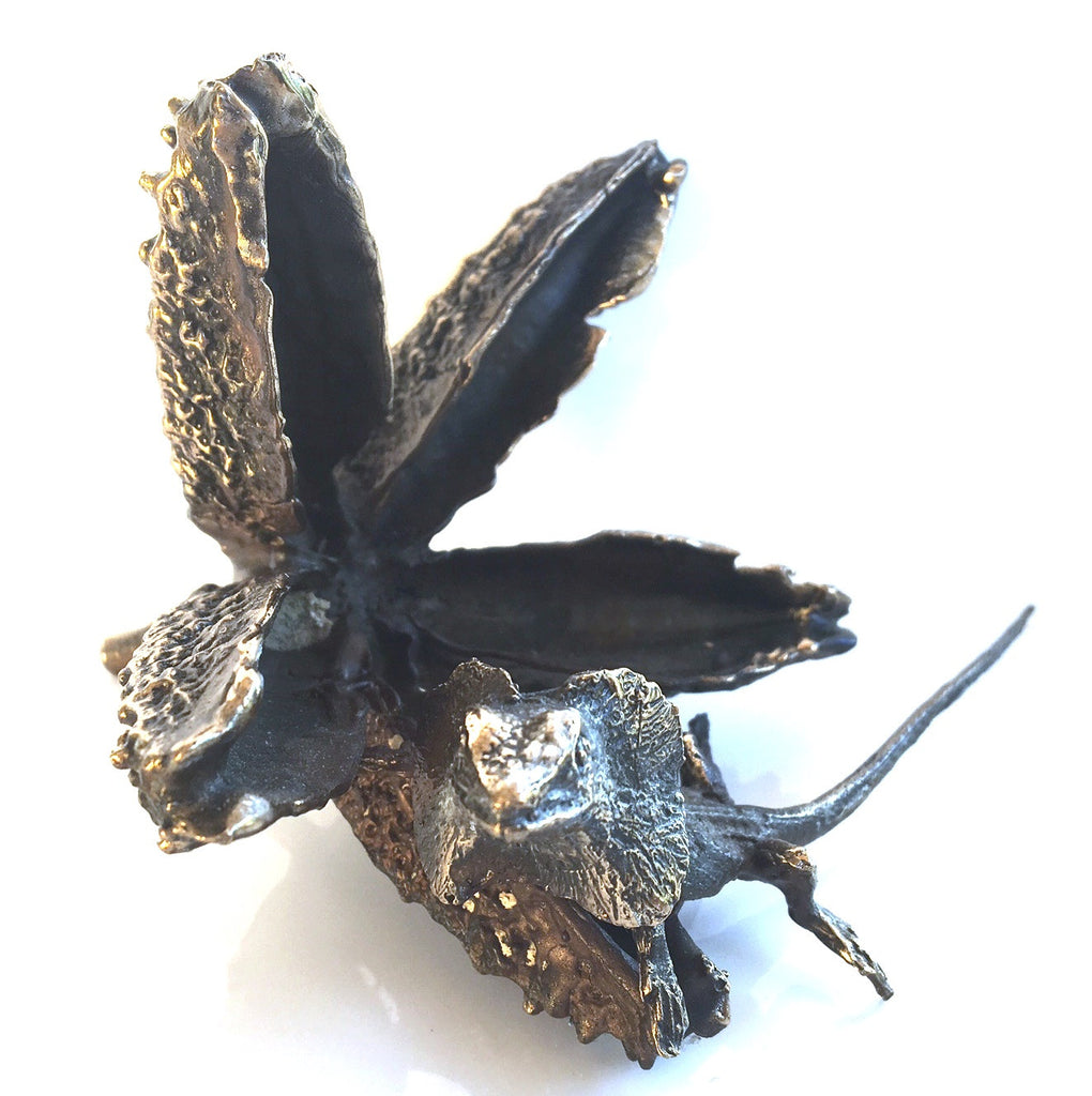 Bronze frilly neck lizard on crows ash pod
